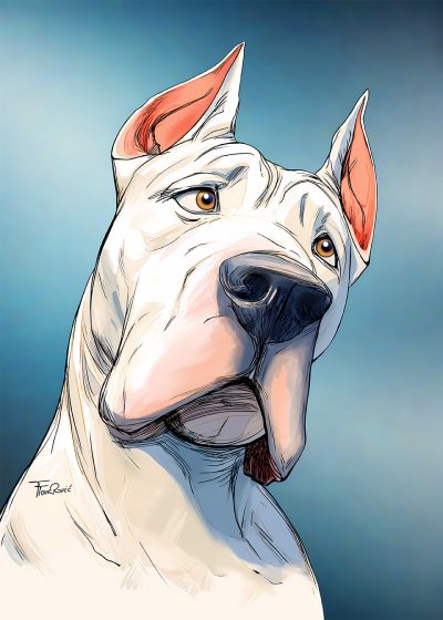Dogo Argentino